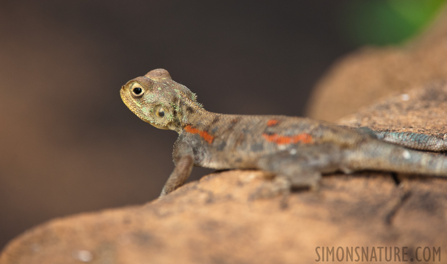 Agama lionotus [550 mm, 1/320 sec at f / 7.1, ISO 1600]